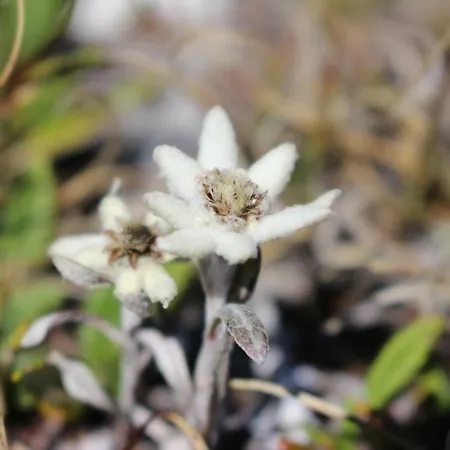 Haus Zegg Apartament